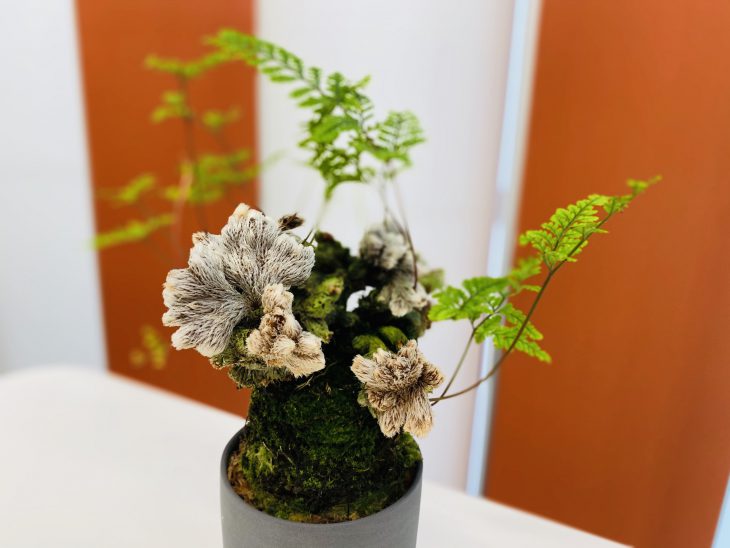 植物ファミリー〜オフィスの癒し〜