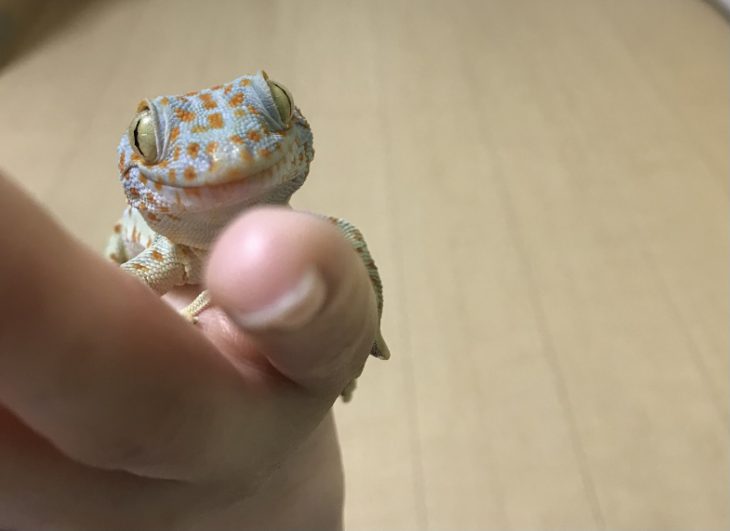 おもしろスタッフ集まれ🐸