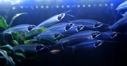 おもしろスタッフあつまれ🦎vol.2～ヤモリと熱帯魚～