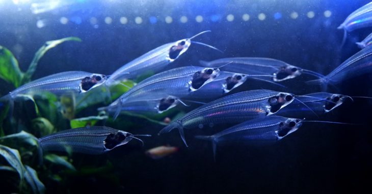 おもしろスタッフあつまれ🦎vol.2～ヤモリと熱帯魚～