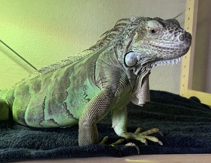 おもしろスタッフあつまれ🦎vol.3～ブロの夏休み～