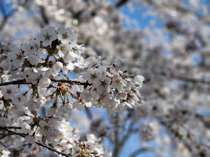 花粉症との上手な付き合い方