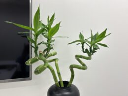 AIつかお、って伝えなきゃ🦉