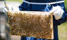 グラウドの養蜂家！！増田さん🐝🍯