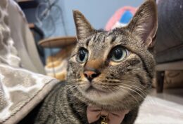 遠隔管理の事情